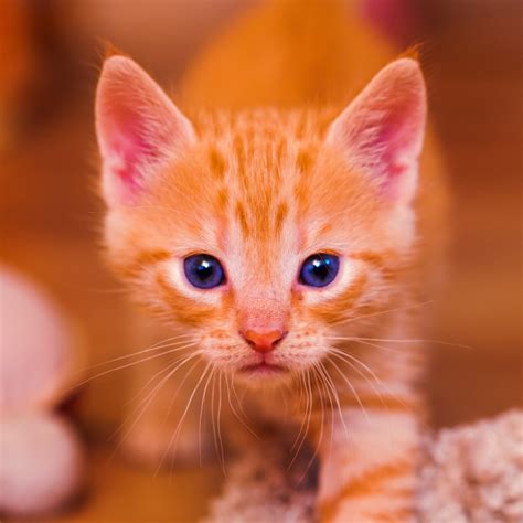 Orange Tabby Kitten Hd Wallpaper Wallpaper Flare