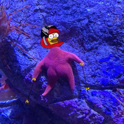 Someone Finds A Patrick Lookalike Starfish At An Aquarium Inspires A