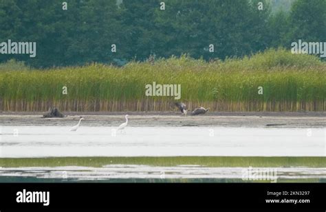 White tailed sea eagle habitat Stock Videos & Footage - HD and 4K Video ...