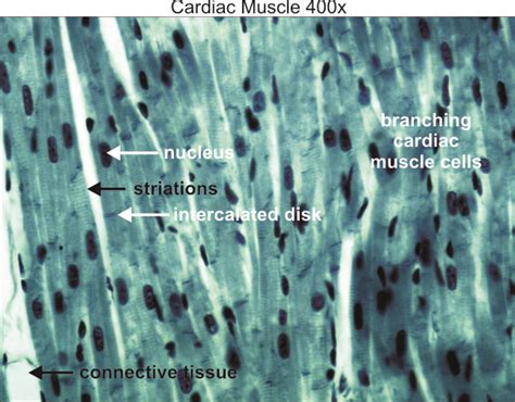 Cardiac Muscle Cell Labeled