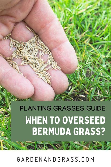 Bermuda Grass Is A Type Of Grass Seed That Thrives When Planted During Warmer Months The Best