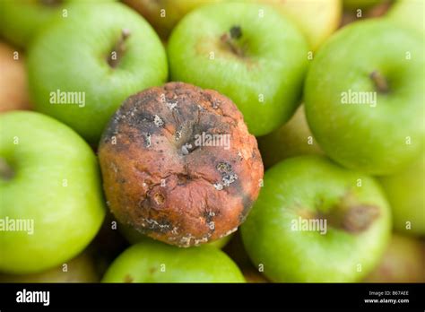 Rotten Bad Apple In Among Green Healthy Apples Stock Photo Alamy