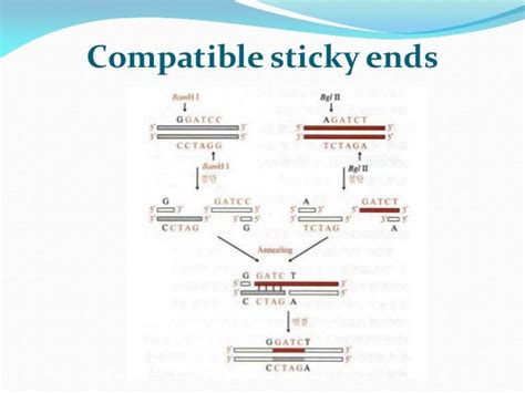 Recombinant dna-1