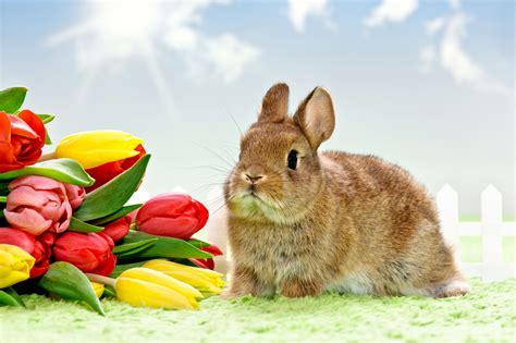 Flower Rabbit Easter Wallpapers Hd Desktop And Mobile Backgrounds