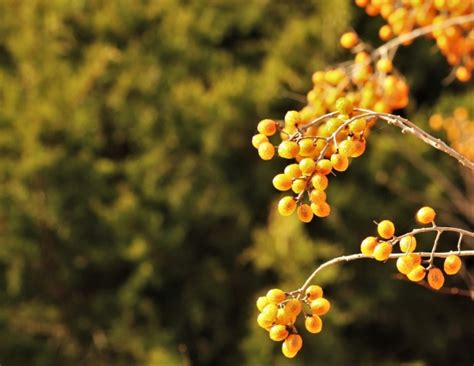 Gold Chinaberries Background Free Stock Photo Public Domain Pictures