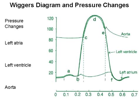 The Cardiac Cycle The Heart Wiggers Diagram Walk