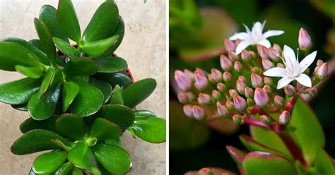 Cómo hacer florecer un árbol de Jade y llenar toda la casa con su