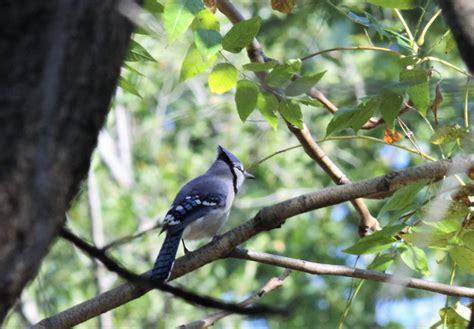 Nature Devotions : Blue Jay