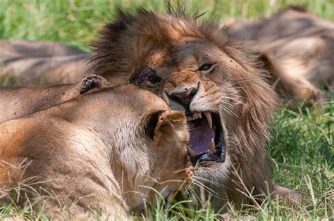 A Lion Panthera Leo Named Scarface License Image 13836233