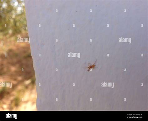 Woodlouse Hunter Spiders Dysderidae Arachnida Stock Photo Alamy