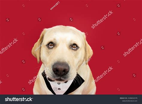 Portrait Funny Fat Labrador Retriever Dog Stock Photo 2189654379 ...