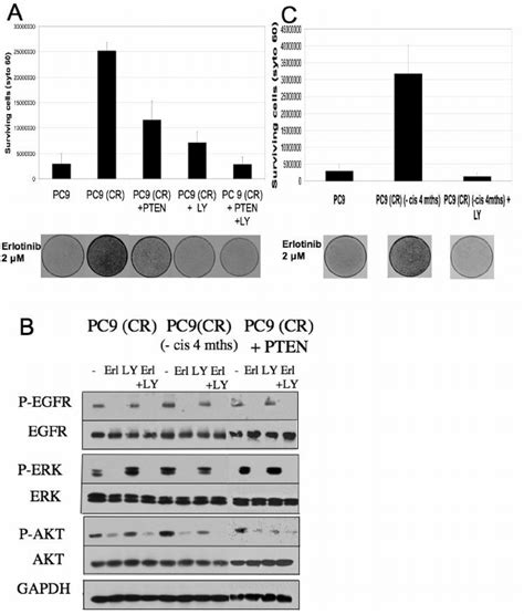 Pi 3 Kinase Inhibition Together With Restoration Of Pten Function