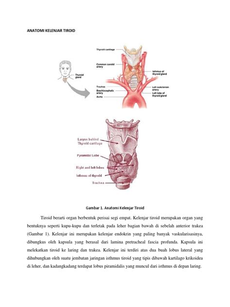 Anatomiandfisiologi Kelenjar Tiroid Blm Ada Sitasi Pdf