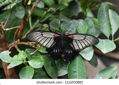 Female Papilio Polytes Butterfly Mormon On Stock Photo (Edit Now) 1116933884