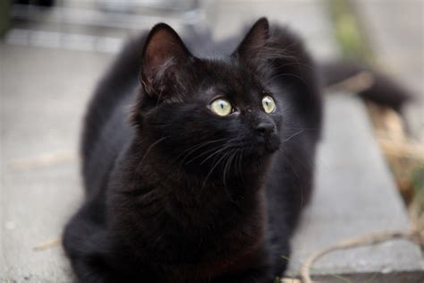 13 Fascinating Black Cat Facts Because They Re Not Spooky At All