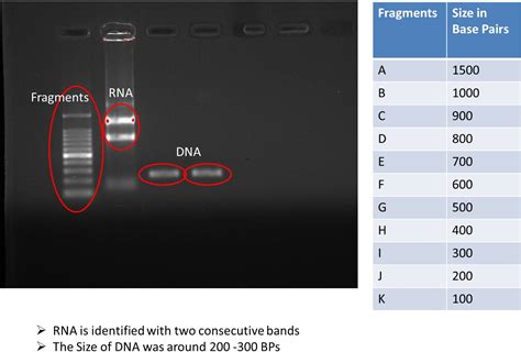 How Do I Distinguish Between Dna And Rna On A Gel Researchgate