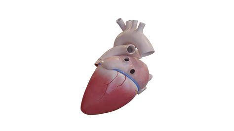 3D Human Heart Anatomy - Animated - TurboSquid 2221125