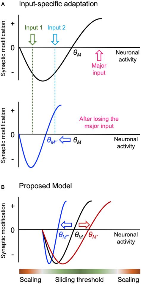 Frontiers Mechanisms Of Homeostatic Synaptic Plasticity In Vivo