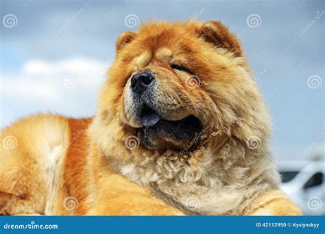 Chow Chow Stock Photo Image Of Friend Pets Suit Funny 42112950