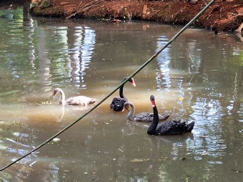 Novos Animais No Parque Ecol Gico Cisne Negro Filhot Flickr