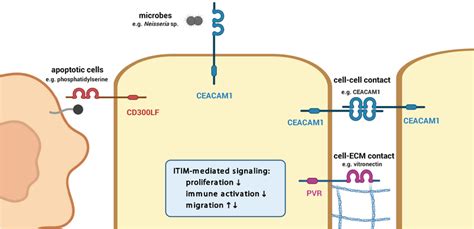 Inhibitory Receptors On Epithelial Cells Can Sense Several Signals Such