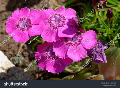 Dianthus Alpinus Nice Plant Rock Garden Stock Photo 2221004421