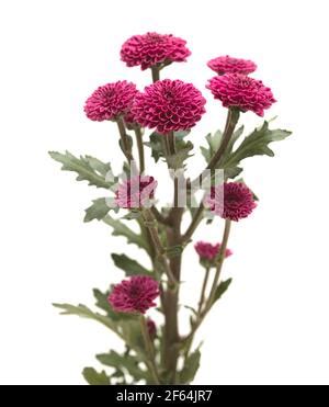 Dark Purple Small Chrysanthemum Inflorescences Isolated On White