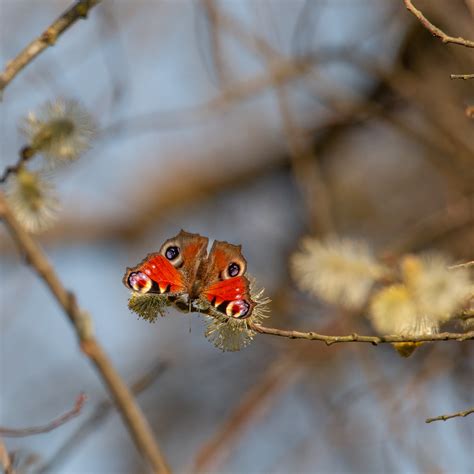 Le Paon Du Jour Inachis Io Philippe Barel Flickr