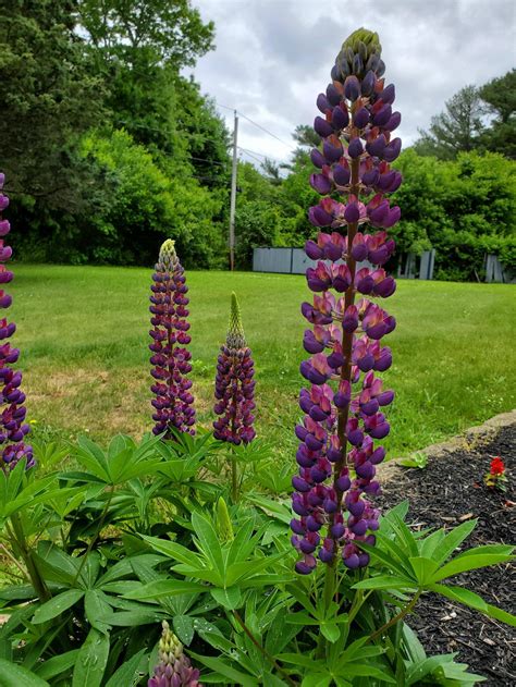 Lupine 😍 Gardening