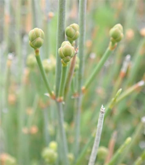 Ma Huang Ephedra Sinica Packet Of 10 Seeds Strictly Medicinal Seeds