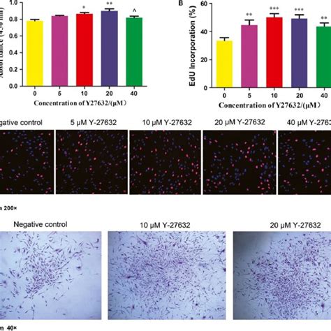 Effects Of Y 27632 On Pdlscs Proliferation And Colony Formation A Download Scientific