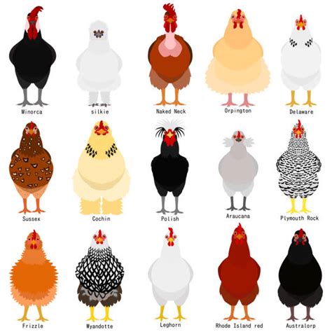 Silkie Chicken Illustrations, Royalty-Free Vector Graphics & Clip Art - iStock