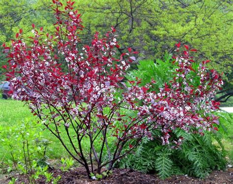 Purple Leaf Sand Cherry Need This Near The Honeylocust And Tansy Landscaping Purple Leaf