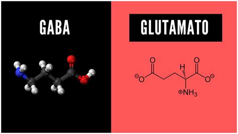 Qué es el GABA 2023 Qué es el Glutamato YouTube