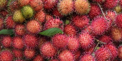 Manfaat Buah Rambutan Untuk Kesehatan Tubuh Blog Info Dan Berita