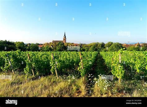 France Haut Rhin Alsace Wine Road Bergheim Medieval Walled Ancient