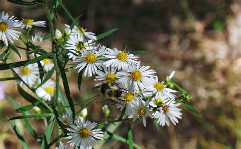 The Endangered Rusty Patch Bumble Bee - Maple Leaf Mommy