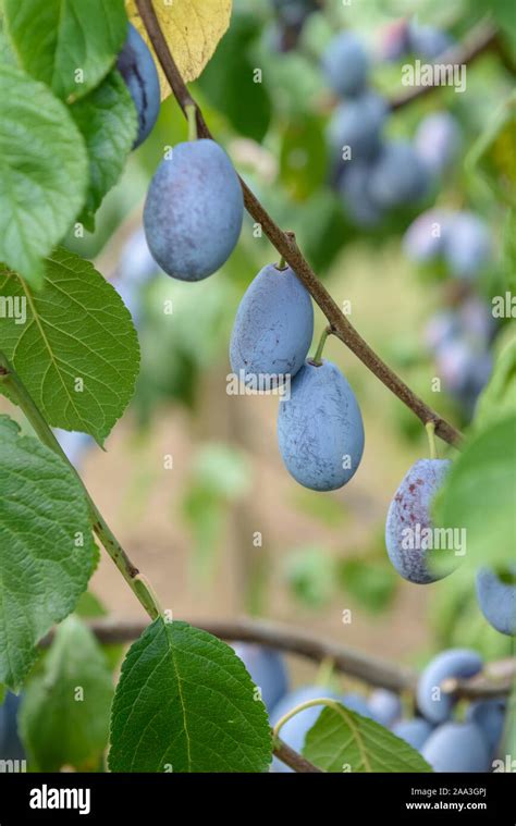 Pflaume Prunus Domestica Presenta Stock Photo Alamy