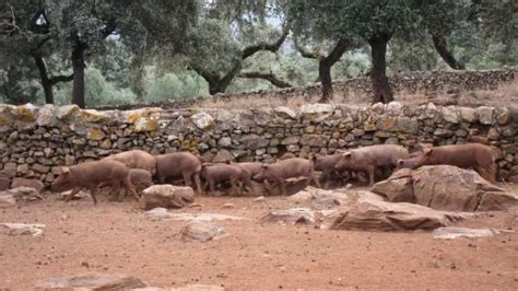 UPA y COAG piden a Cañete que rectifique su postura sobre el ibérico