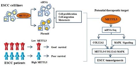 Mettl Facilitates Tumor Progression By Col A Mapk Signaling Pathway