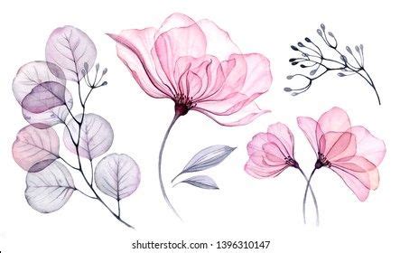 Akvarel Gennemsigtig blomstret sæt isoleret på Stock-illustration ...