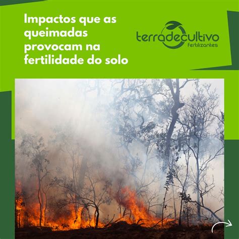 As Queimadas Tornam O Solo Mais Fértil - 🔥Você sabe quais são os impactos que as queimadas provocam na ...