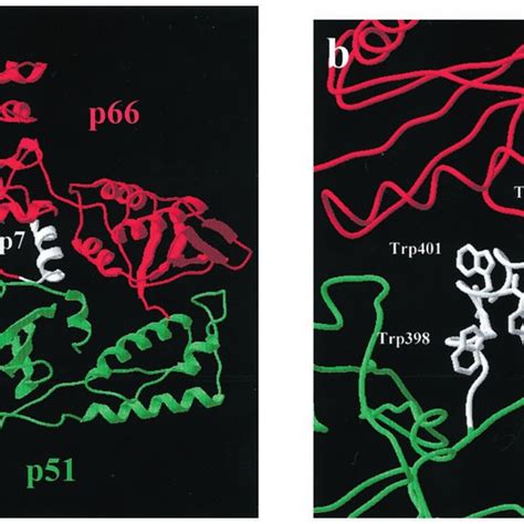 Structure Of HIV 1 RT And Location Of The Trp Cluster In The Connection