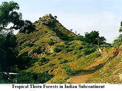 Tropical Thorn Forests in Indian Subcontinent - QS Study