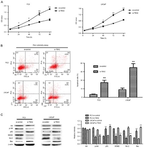 Silencing Of TBX2 Inhibits Prostate Cancer Cell Proliferation And