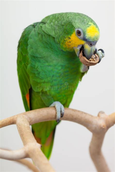 Parrot Eating A Cracker Stock Image Image Of Animal 18470917