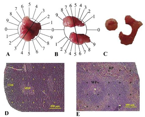 The Photomicrograph Of The Rat Spleen Stained By Hematoxylin And Eosin Download Scientific