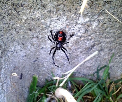 Spiders In My Backyard Garden A Black Widow Infestation