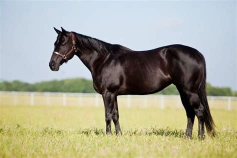 7 Best Black Horse Breeds You Should Know About