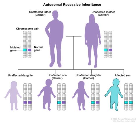 Figure Autosomal Recessive Inheritance Is A Pdq Cancer